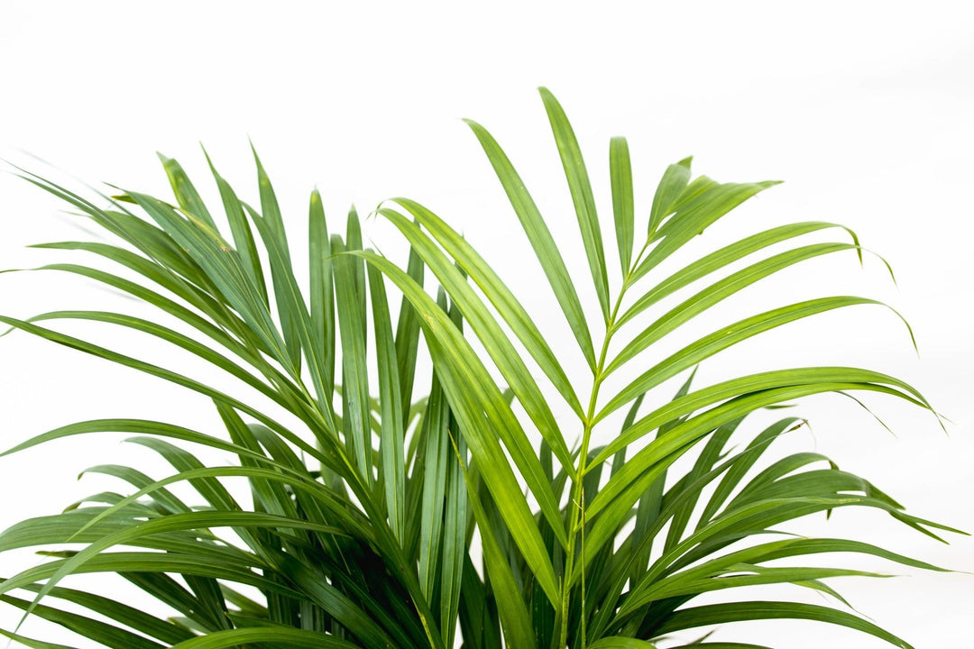 Dypsis Lutescens (Areca-Palme) - 130cm - Goldfruchtpalme | Kaufen