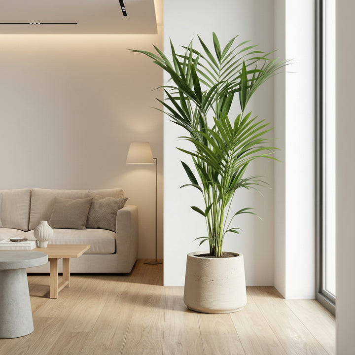 Kentia Palme - 180cm - Zimmerpflanze Kaufen