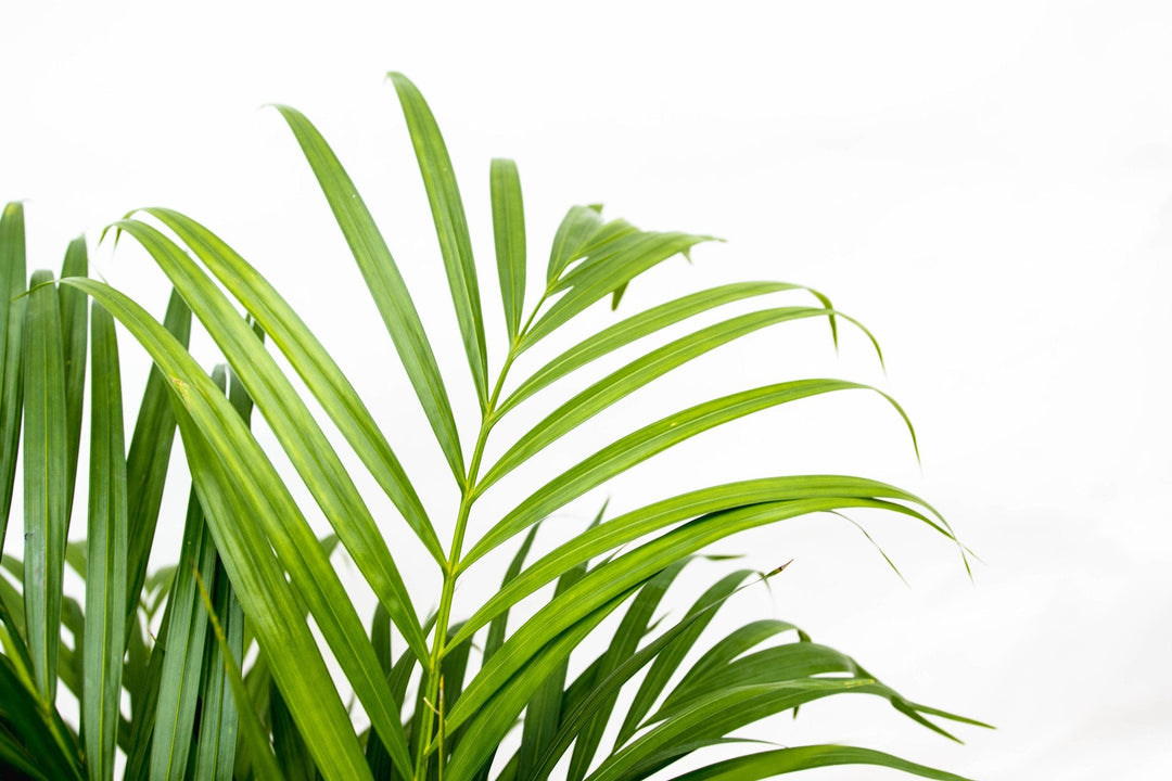 Dypsis Lutescens (Areca-Palme) - 130cm - Goldfruchtpalme | Kaufen