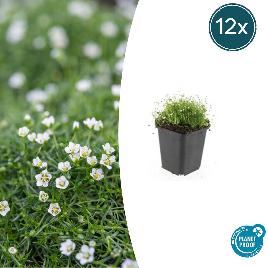 Sagina Subulata – 20 cm – Zimmerpflanze kaufen