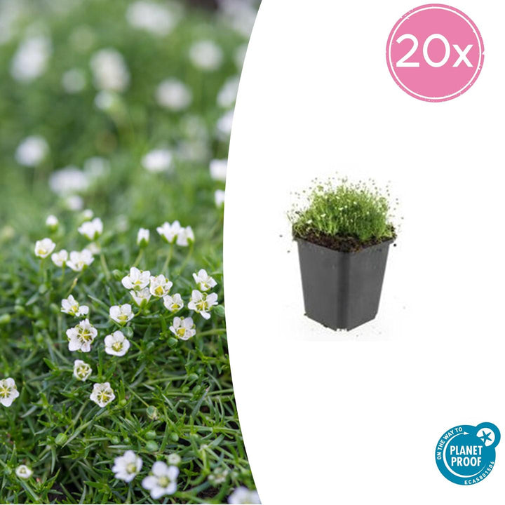 Sagina Subulata – 20 cm – Zimmerpflanze kaufen