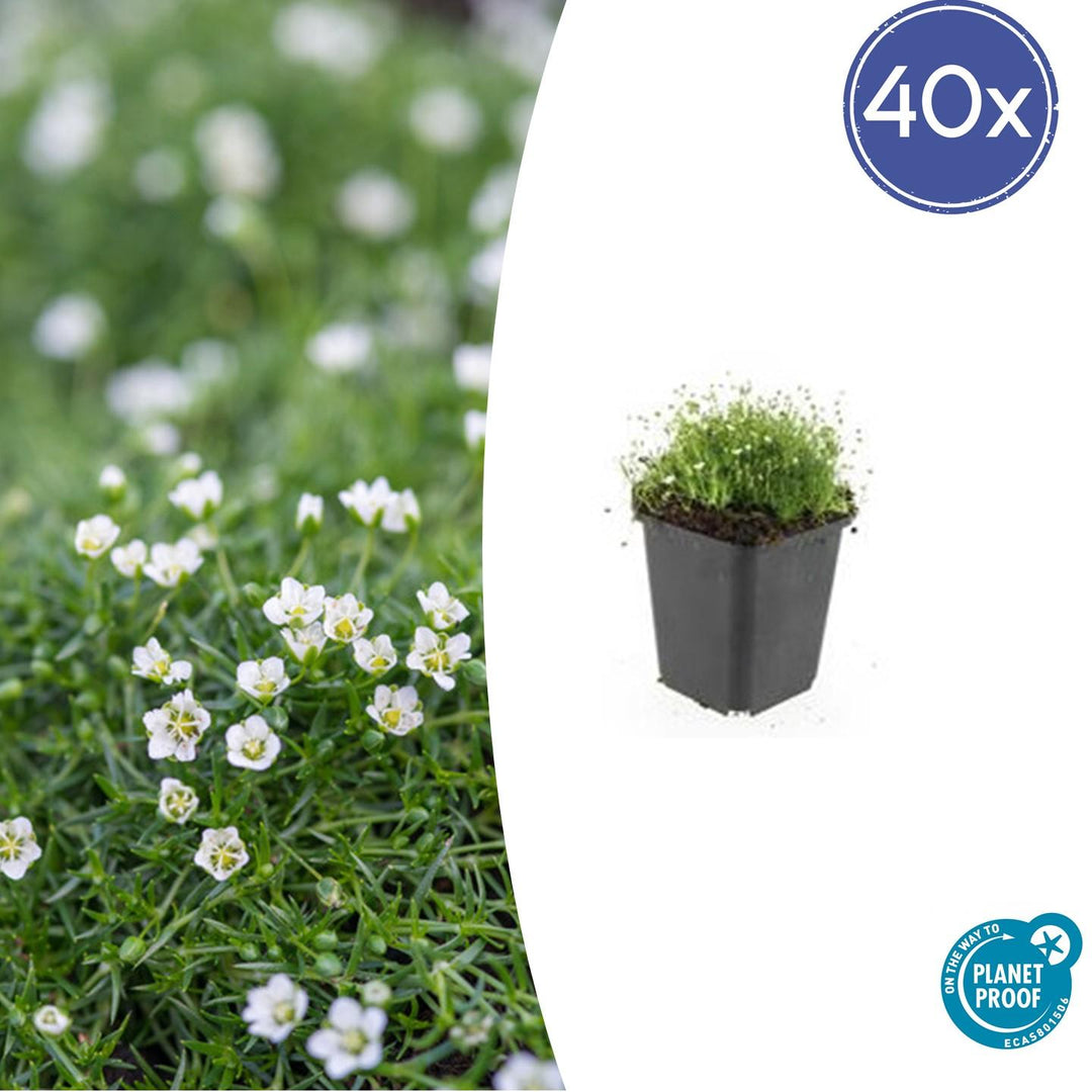 Sagina Subulata – 20 cm – Zimmerpflanze kaufen