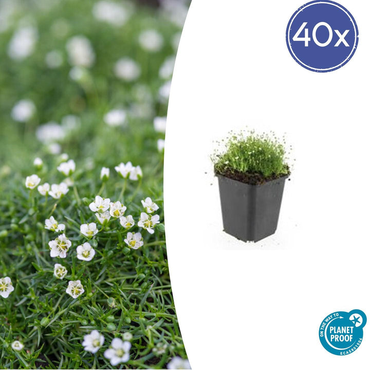 Sagina Subulata – 20 cm – Zimmerpflanze kaufen