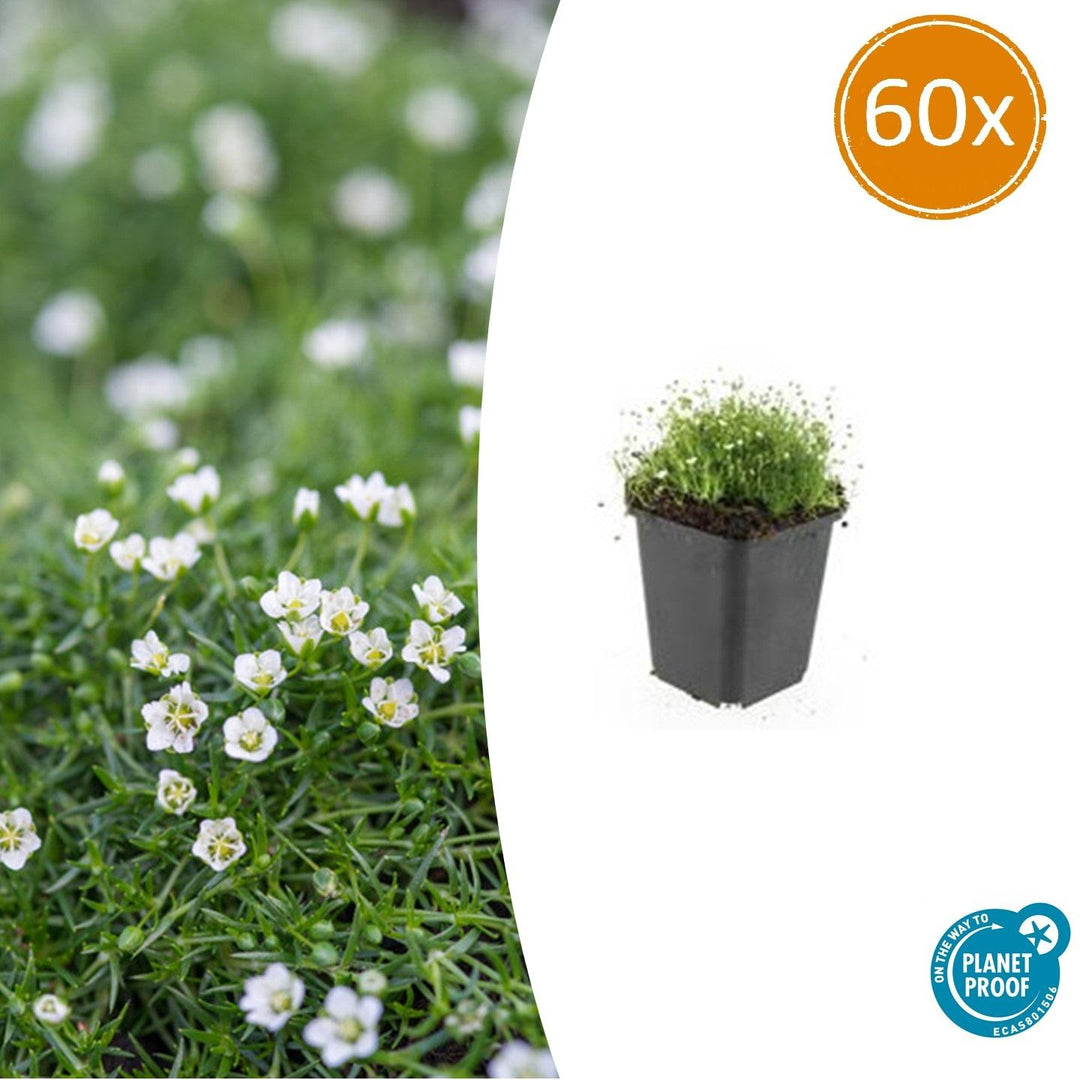 Sagina Subulata – 20 cm – Zimmerpflanze kaufen
