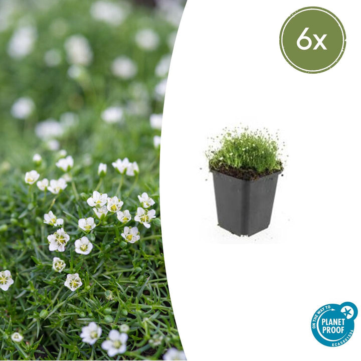 Sagina Subulata – 20 cm – Zimmerpflanze kaufen