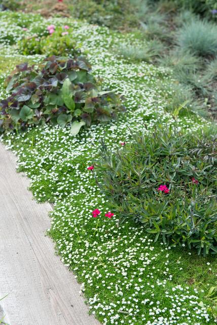 Sagina Subulata – 20 cm – Zimmerpflanze kaufen
