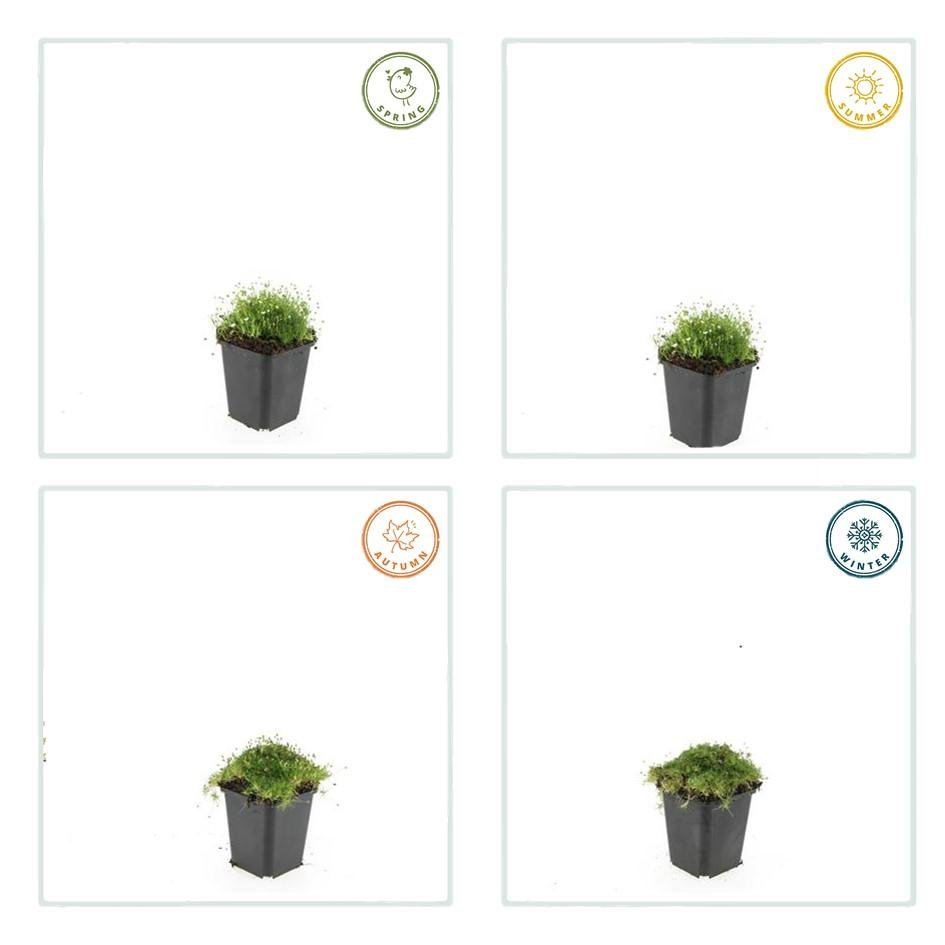 Sagina Subulata – 20 cm – Zimmerpflanze kaufen