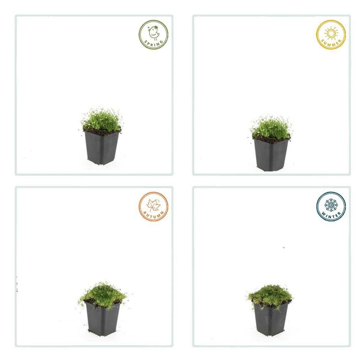 Sagina Subulata – 20 cm – Zimmerpflanze kaufen