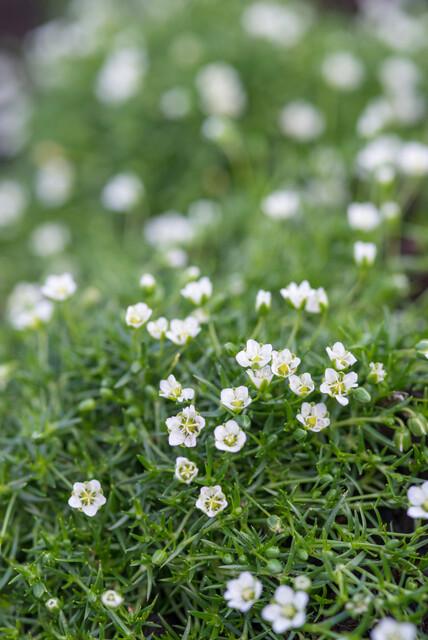 Sagina Subulata – 20 cm – Zimmerpflanze kaufen