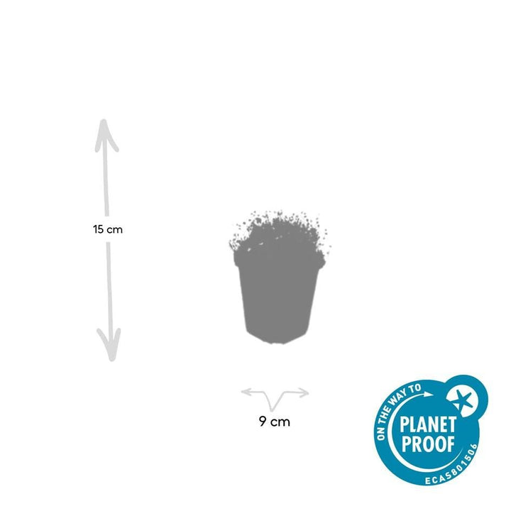 Sagina Subulata – 20 cm – Zimmerpflanze kaufen