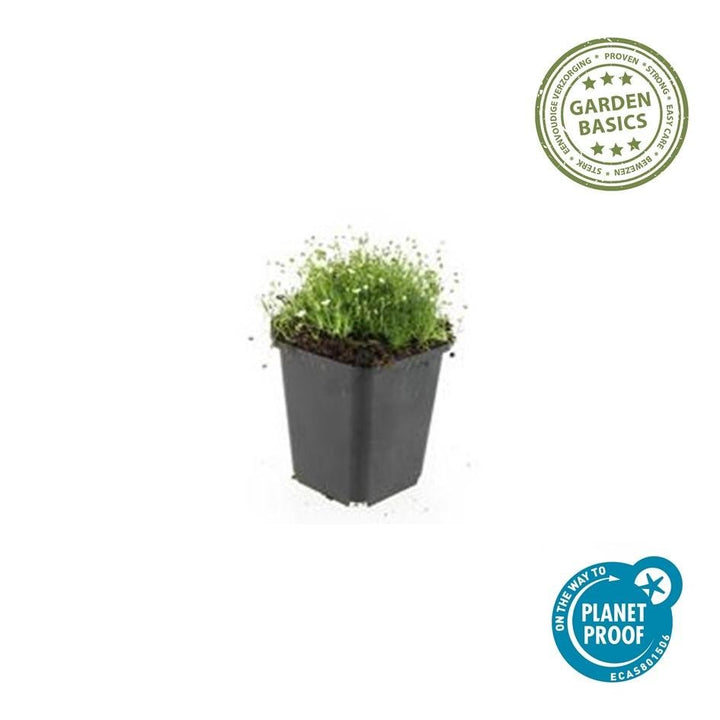 Sagina Subulata – 20 cm – Zimmerpflanze kaufen