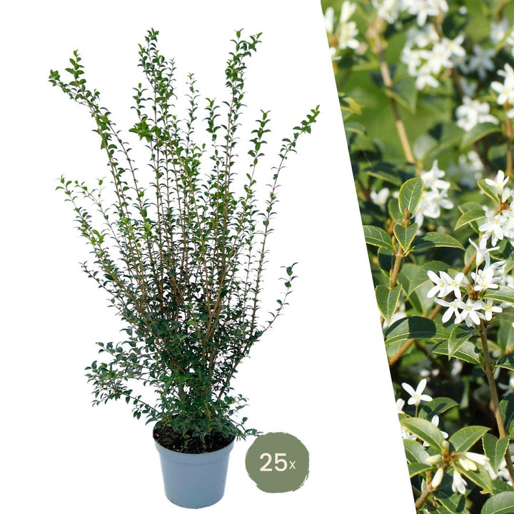 25x Schijnhulst Pflanzen für 10 Meter Hecke – 125cm