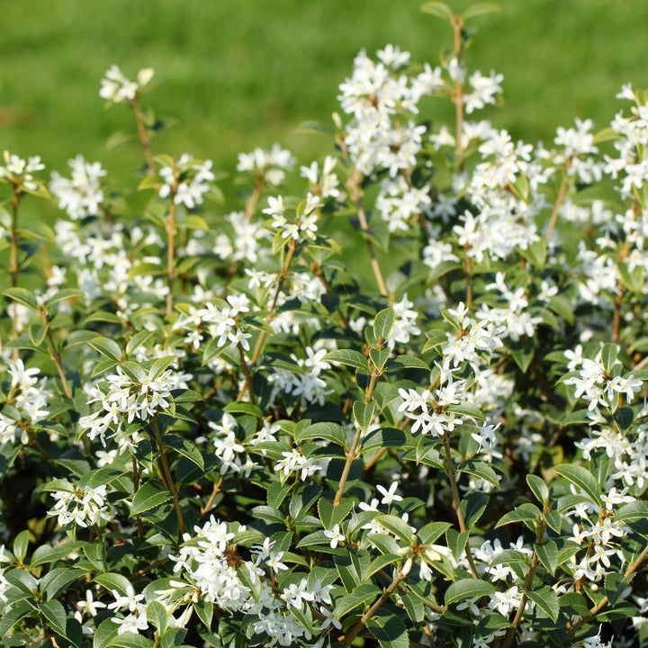 25x Schijnhulst Pflanzen für 10 Meter Hecke – 125cm