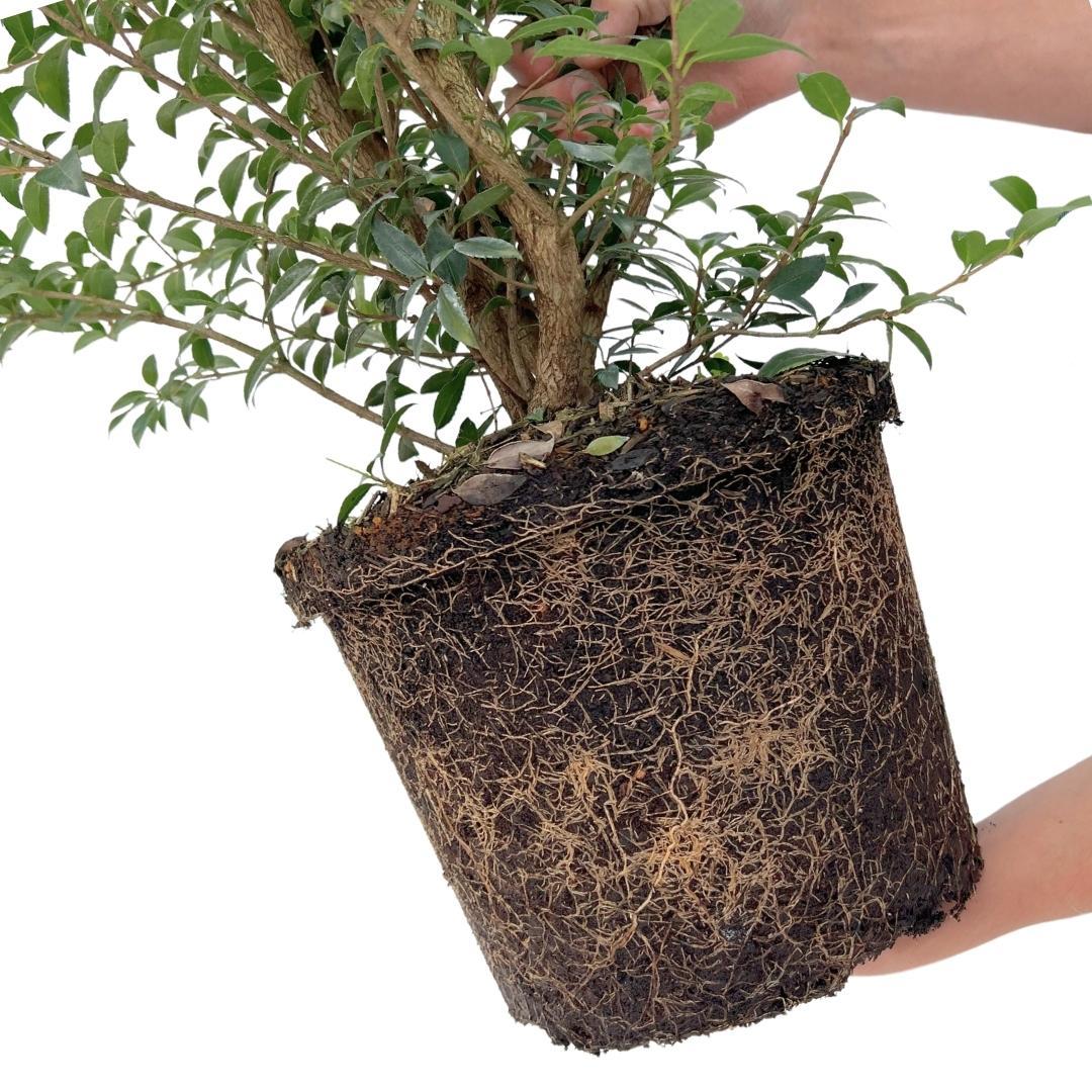 25x Schijnhulst Pflanzen für 10 Meter Hecke – 125cm