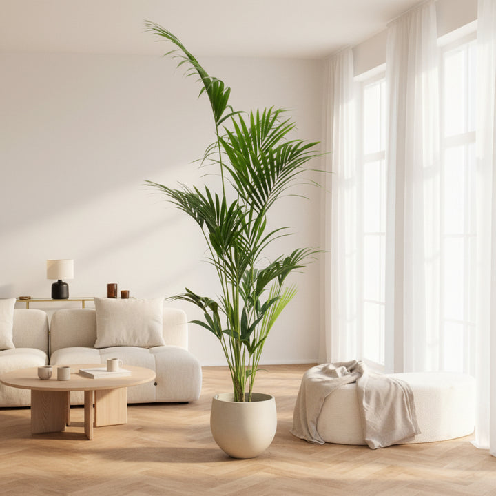 Kentia Palme - 180cm - Zimmerpflanze Kaufen