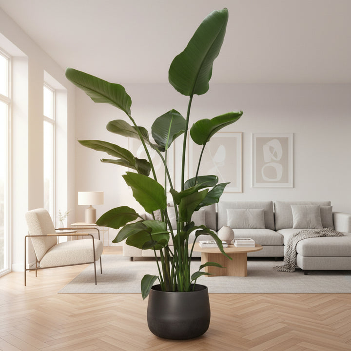Strelitzia Nicolai - Ø24 - 170cm - Paradiesvogelblume
