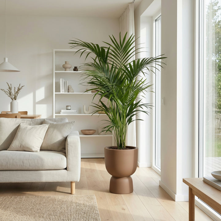 Kentia Palme - 180cm - Zimmerpflanze Kaufen