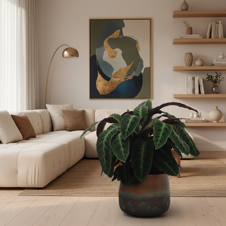 Calathea Warscewiczii - 90cm - Pfauenpflanze - Zimmerpflanze