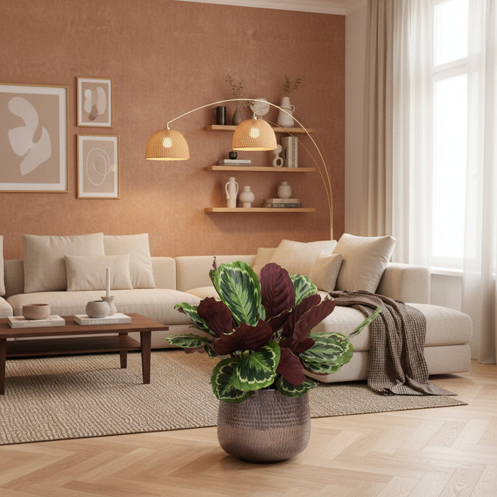 Calathea Medaillon - 80cm - Pfauenpflanze - Zimmerpflanze Kaufen