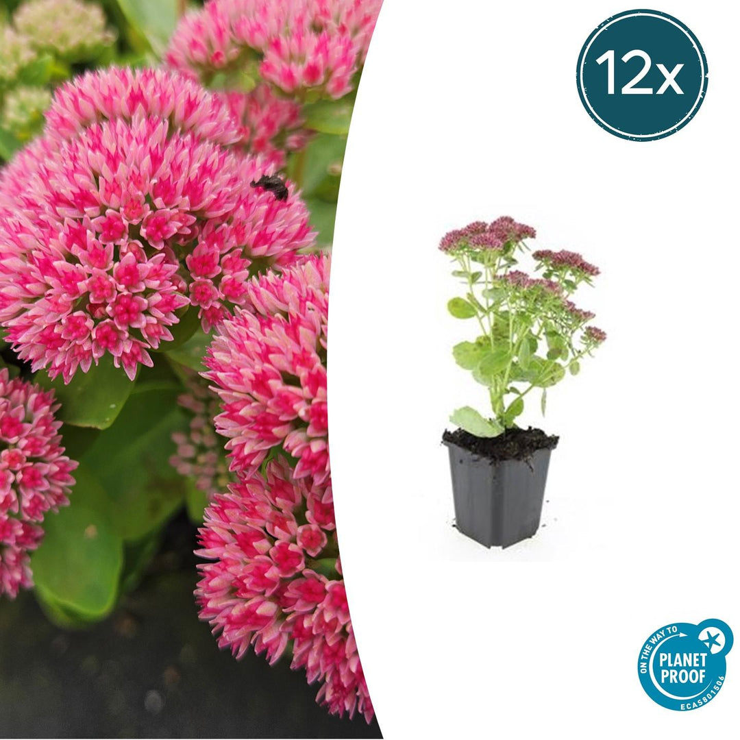 Sedum 'Herbstfreude' - 20cm - Fettpflanze Sukkulente | Kaufen