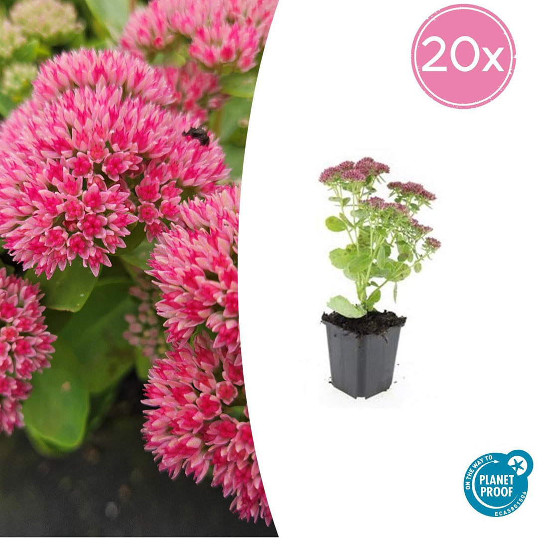 Sedum 'Herbstfreude' - 20cm - Fettpflanze Sukkulente | Kaufen