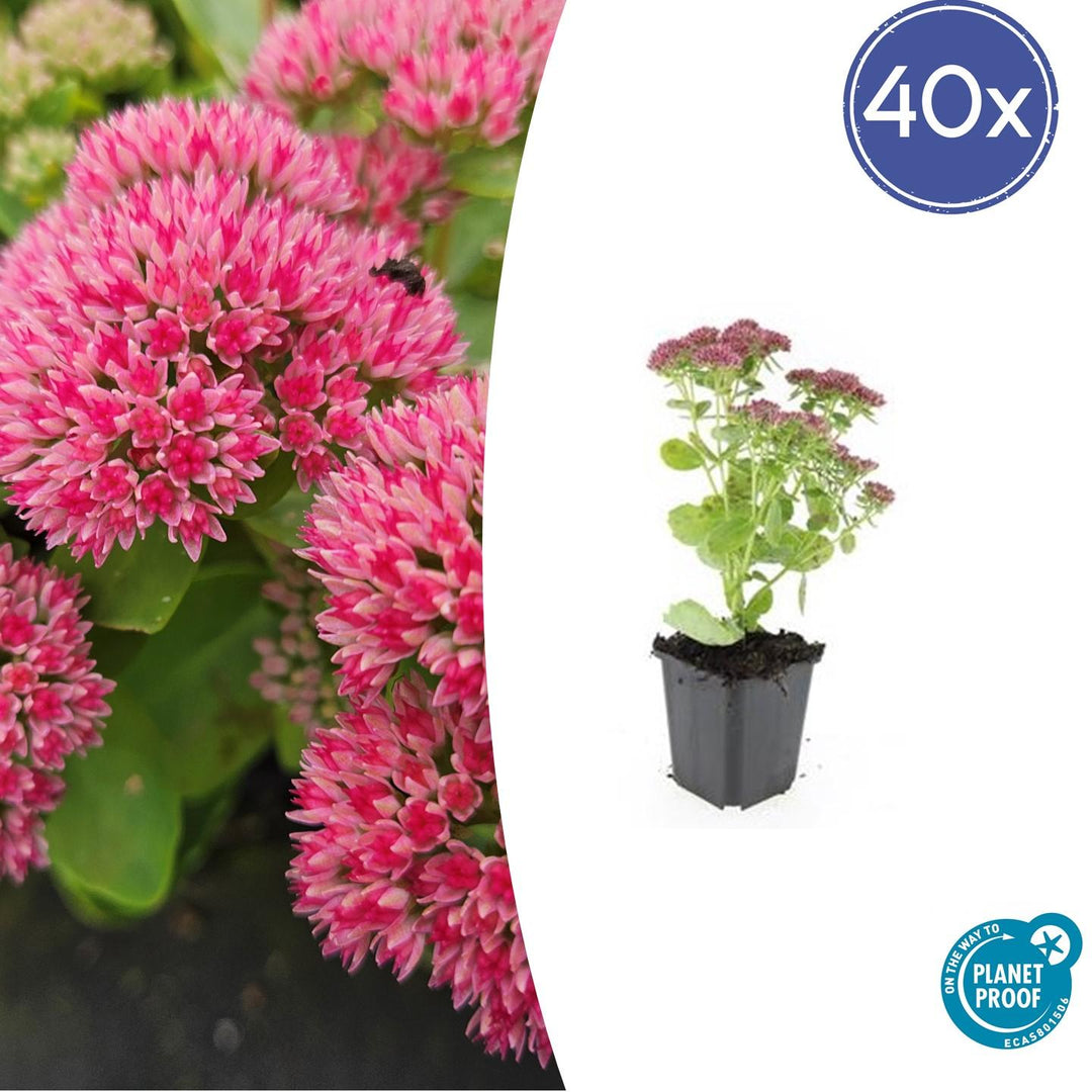 Sedum 'Herbstfreude' - 20cm - Fettpflanze Sukkulente | Kaufen