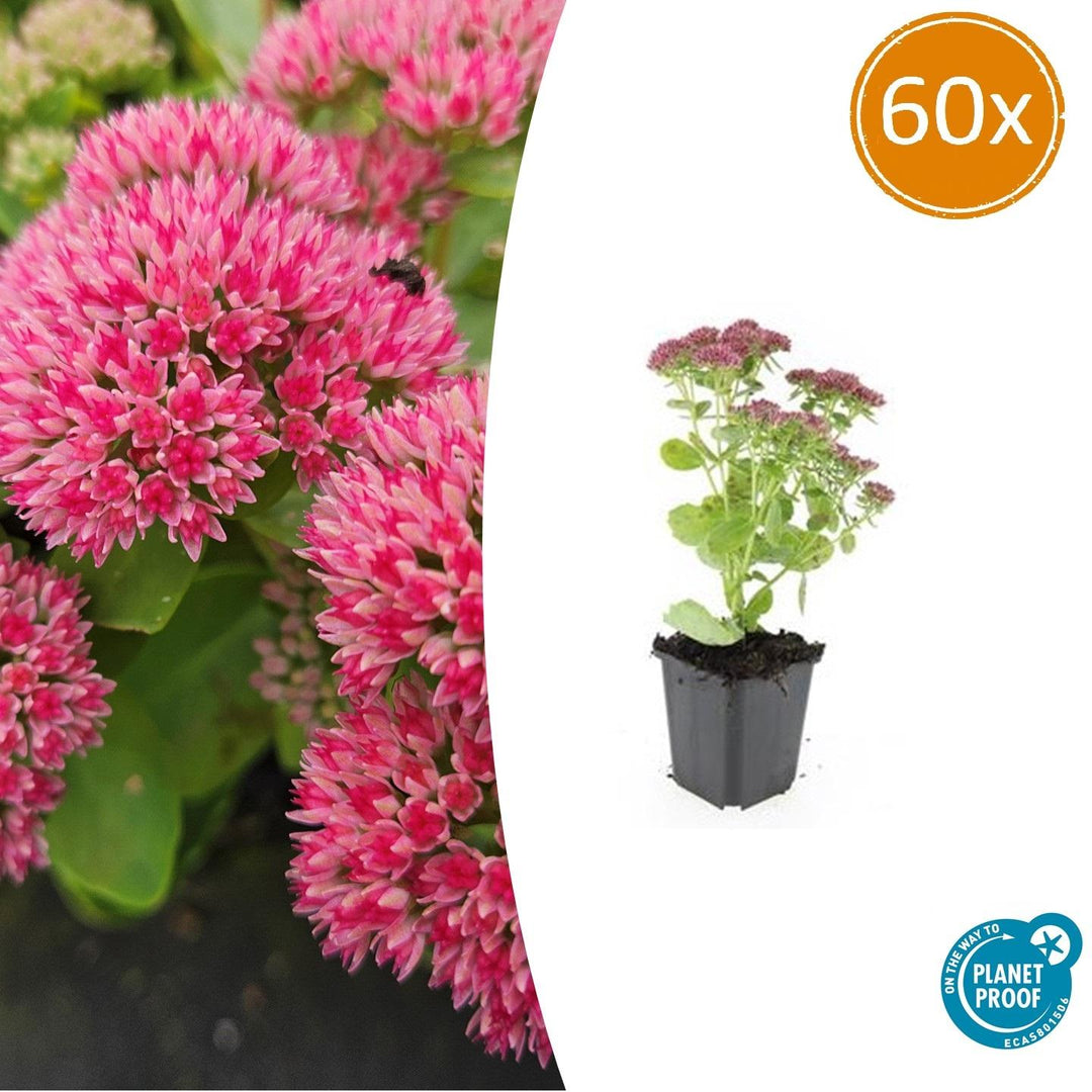 Sedum 'Herbstfreude' - 20cm - Fettpflanze Sukkulente | Kaufen