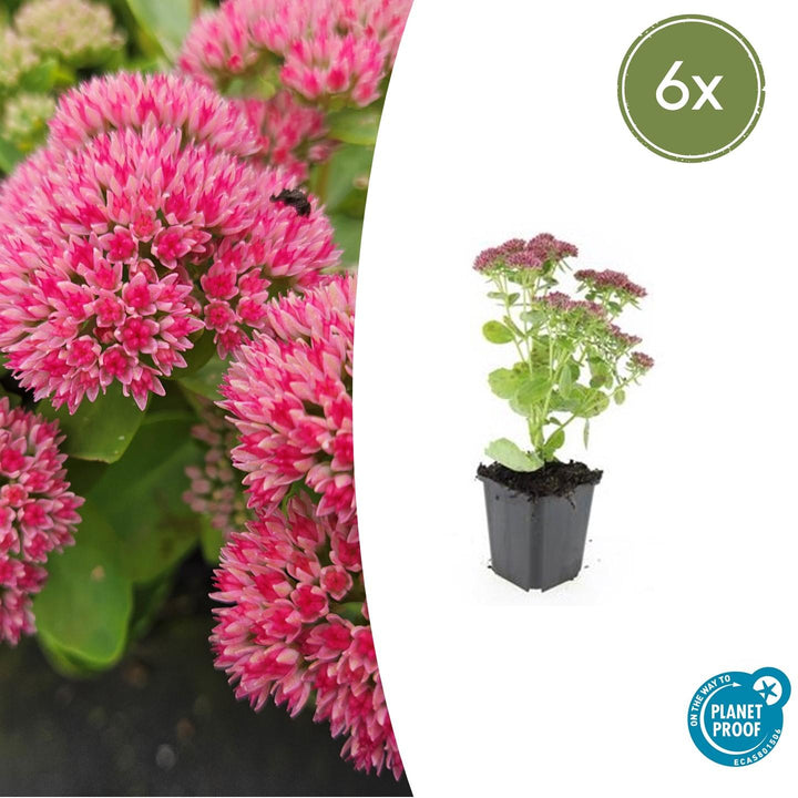 Sedum 'Herbstfreude' - 20cm - Fettpflanze Sukkulente | Kaufen