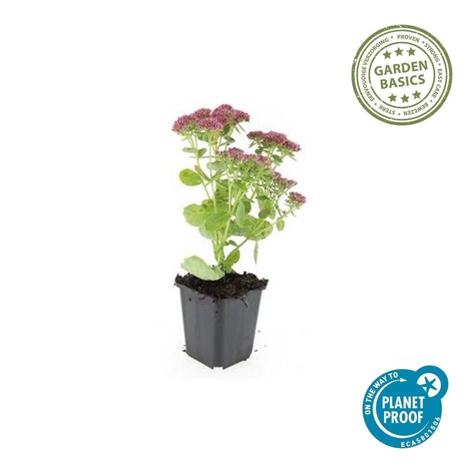 Sedum 'Herbstfreude' - 20cm - Fettpflanze Sukkulente | Kaufen