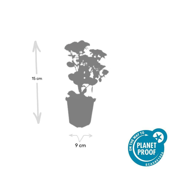 Sedum 'Herbstfreude' - 20cm - Fettpflanze Sukkulente | Kaufen