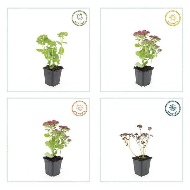 Sedum 'Herbstfreude' - 20cm - Fettpflanze Sukkulente | Kaufen