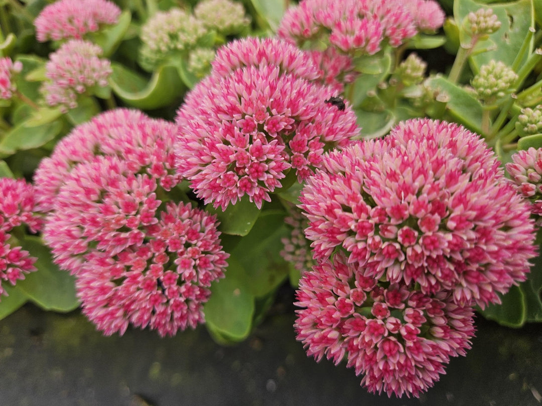 Sedum 'Herbstfreude' - 20cm - Fettpflanze Sukkulente | Kaufen