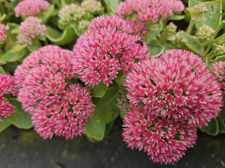 Sedum 'Herbstfreude' - 20cm - Fettpflanze Sukkulente | Kaufen