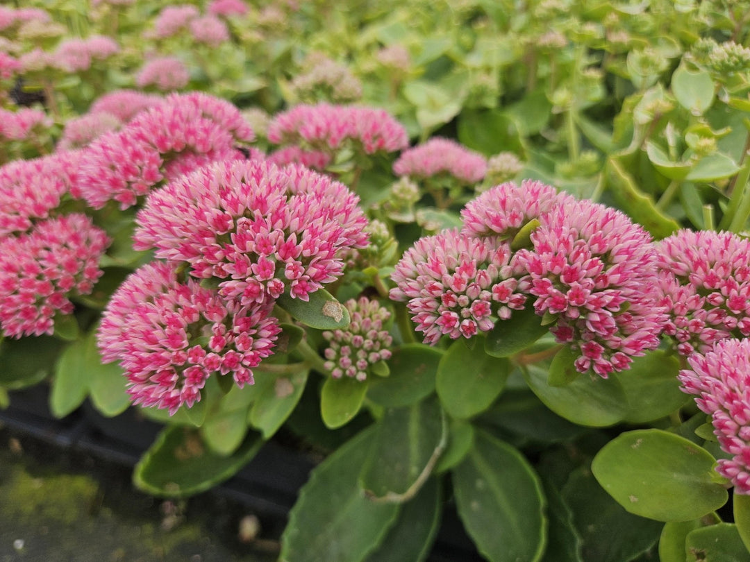 Sedum 'Herbstfreude' - 20cm - Fettpflanze Sukkulente | Kaufen