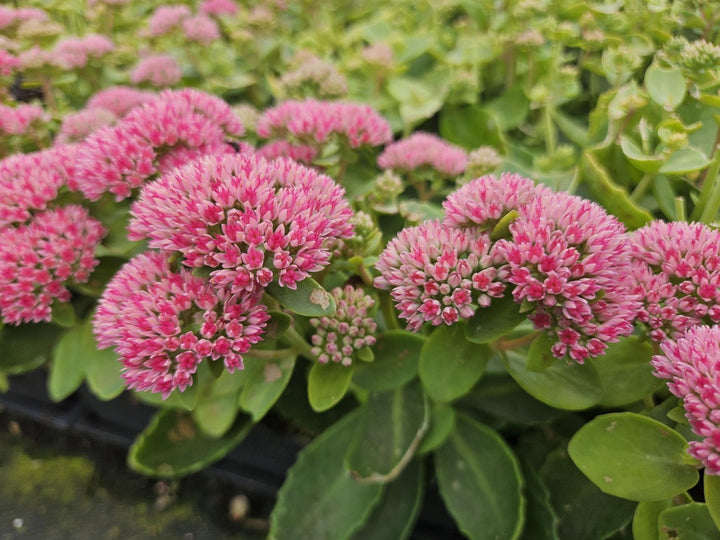 Sedum 'Herbstfreude' - 20cm - Fettpflanze Sukkulente | Kaufen