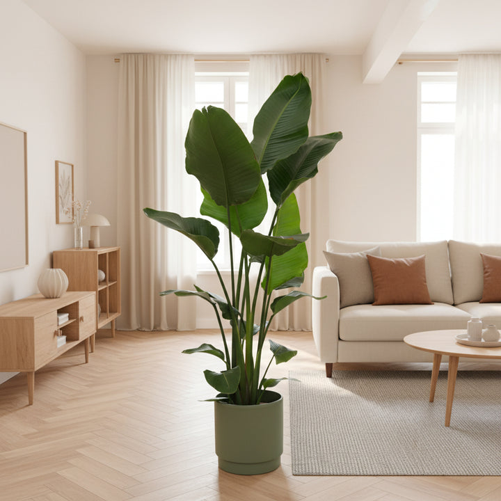 Strelitzia Nicolai - Ø24 - 170cm - Paradiesvogelblume