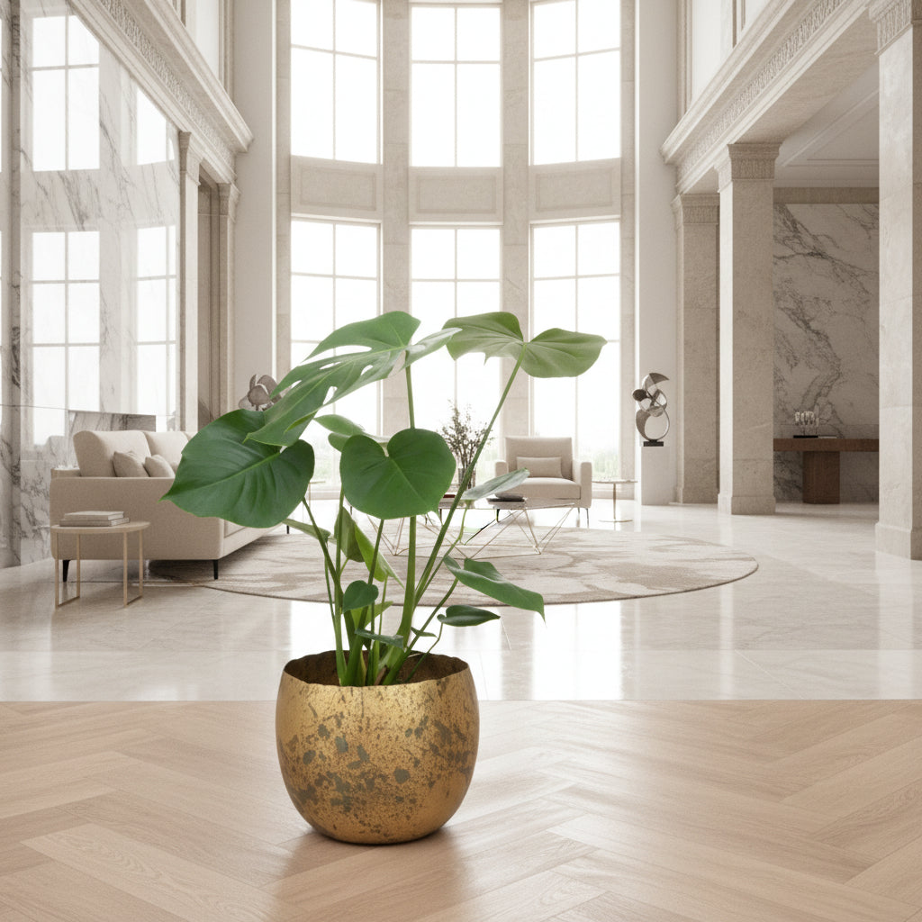 Monstera Deliciosa - Ø17 - 70cm - Fensterblatt - Zimmerpflanze
