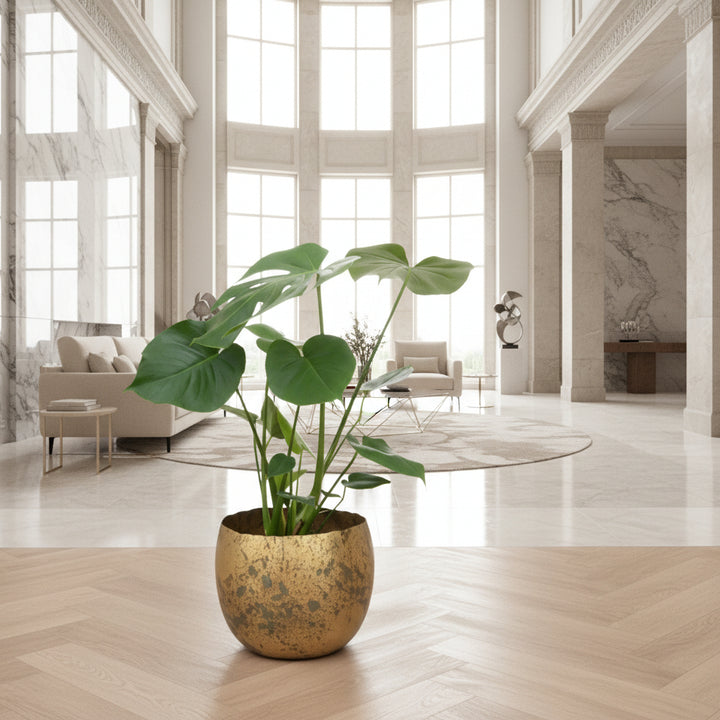 Monstera Deliciosa - Ø17 - 70cm - Fensterblatt - Zimmerpflanze