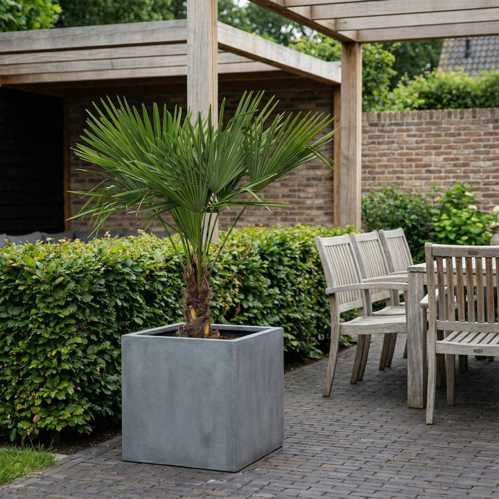 Trachycarpus Fortunei – 160cm – Zimmerpflanze kaufen