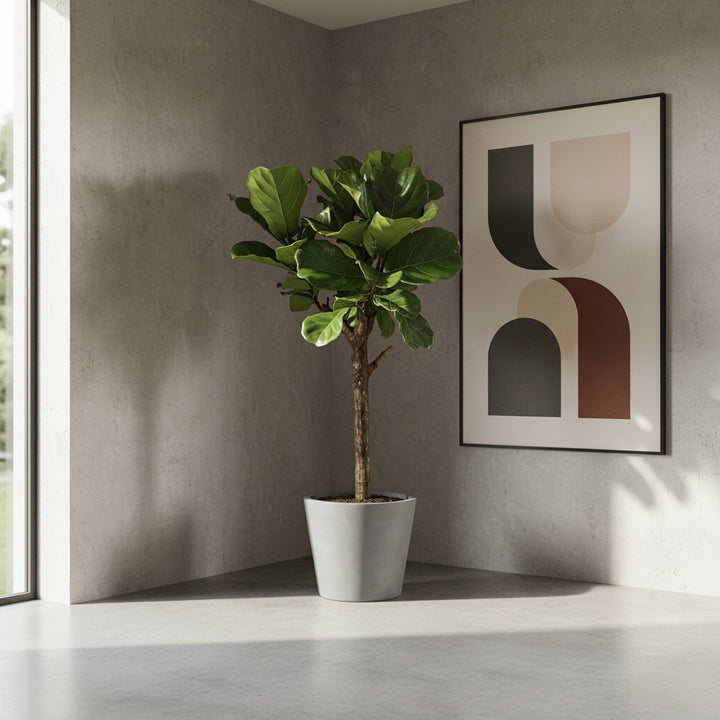 Ficus Lyrata Baum XL - 180cm - Geigenfeige - Zimmerpflanze