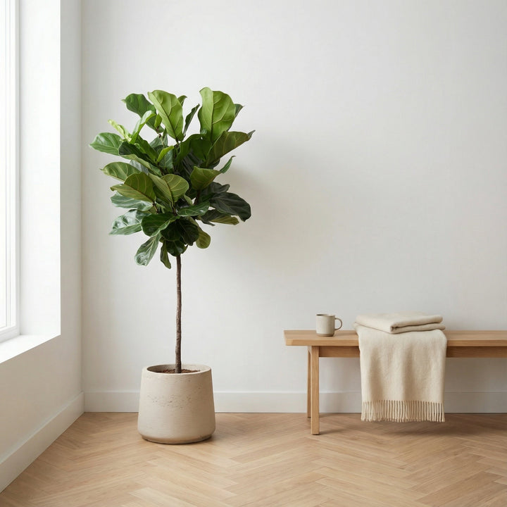 Ficus Lyrata Stamm - 130cm - Geigenfeige - Zimmerpflanze