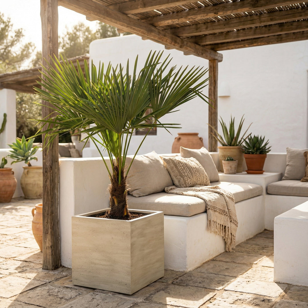 Trachycarpus Fortunei – 160cm – Zimmerpflanze kaufen