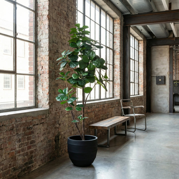 Kunst-Ficus lyrata verzweigt - 150cm - Geigenfeige