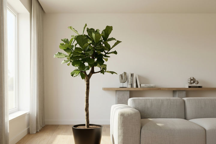 Ficus Lyrata Baum XXL - 210cm - Geigenfeige - Zimmerpflanze