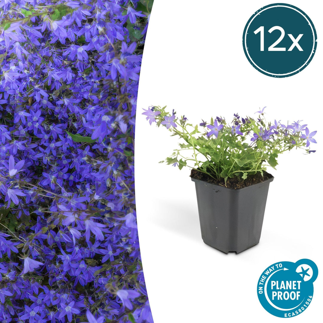 Campanula poscharskyana 'Stella' - 20cm - Zimmerpflanze Kaufen