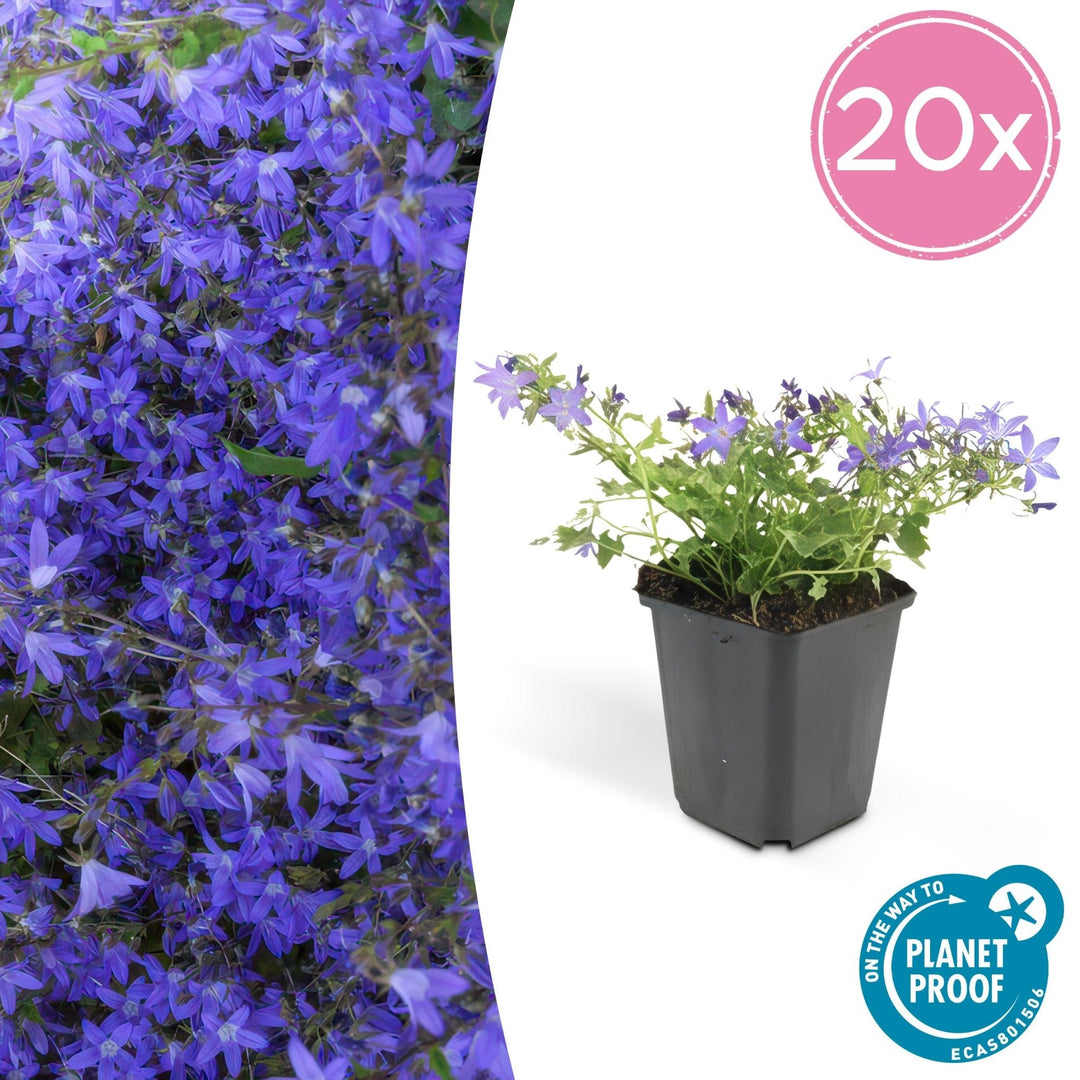 Campanula poscharskyana 'Stella' - 20cm - Zimmerpflanze Kaufen
