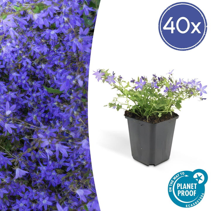 Campanula poscharskyana 'Stella' - 20cm - Zimmerpflanze Kaufen