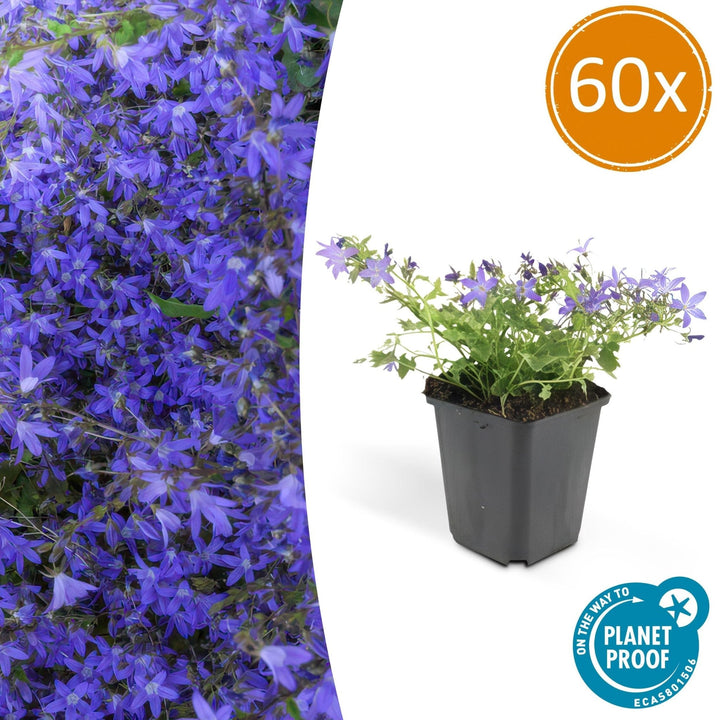 Campanula poscharskyana 'Stella' - 20cm - Zimmerpflanze Kaufen