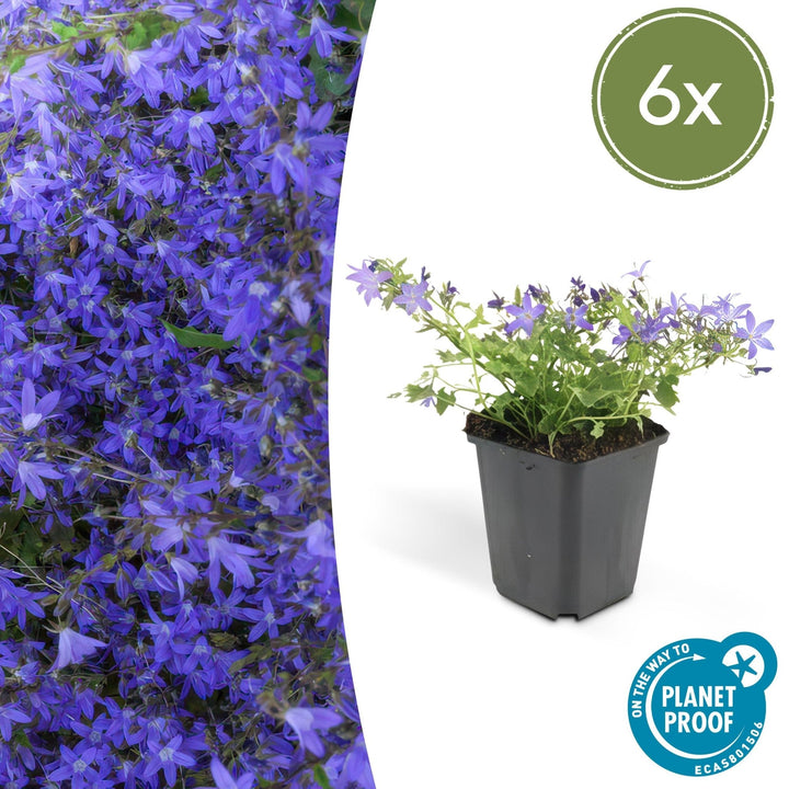 Campanula poscharskyana 'Stella' - 20cm - Zimmerpflanze Kaufen