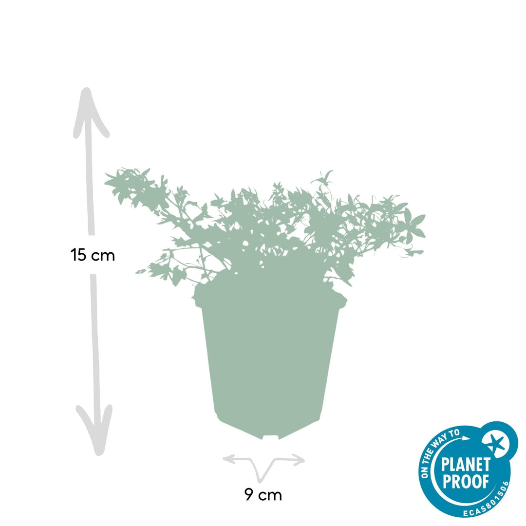 Campanula poscharskyana 'Stella' - 20cm - Zimmerpflanze Kaufen